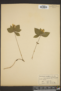 Cornus canadensis image
