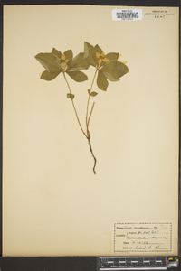 Cornus canadensis image