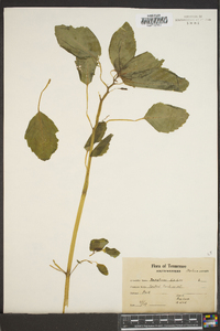 Impatiens biflora image