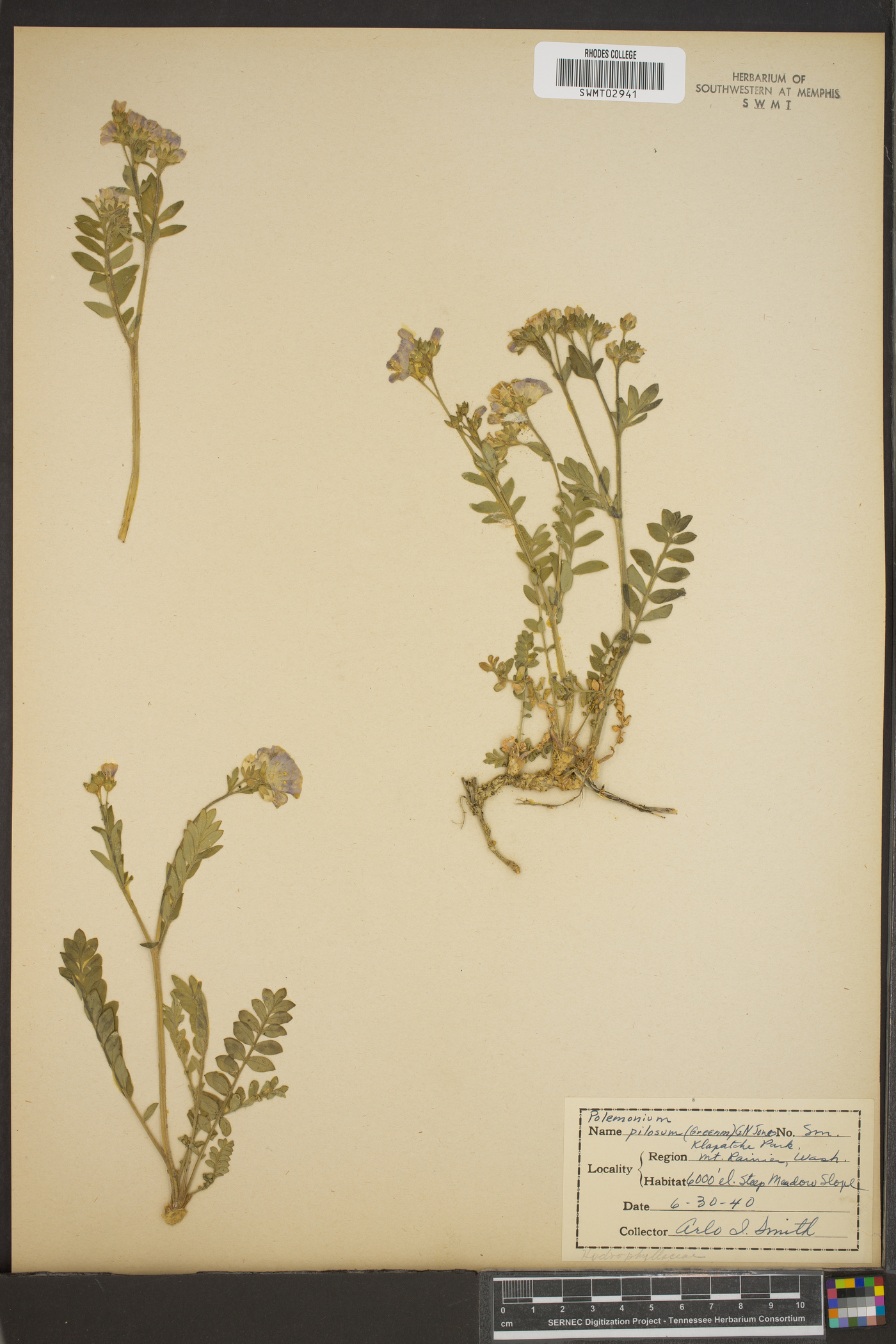 Polemonium pilosum image