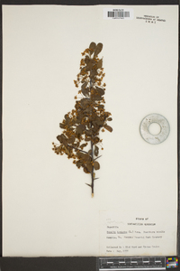 Sideroxylon lycioides image