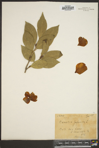 Camellia japonica image