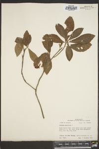 Clethra alnifolia image