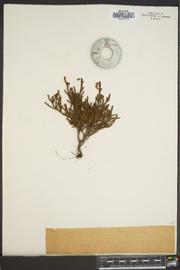 Cassiope mertensiana image