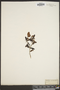 Kalinia obtusiflora image
