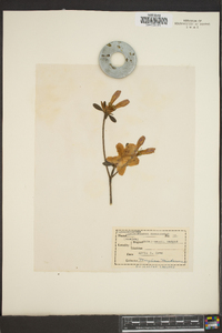 Rhododendron nudiflorum image