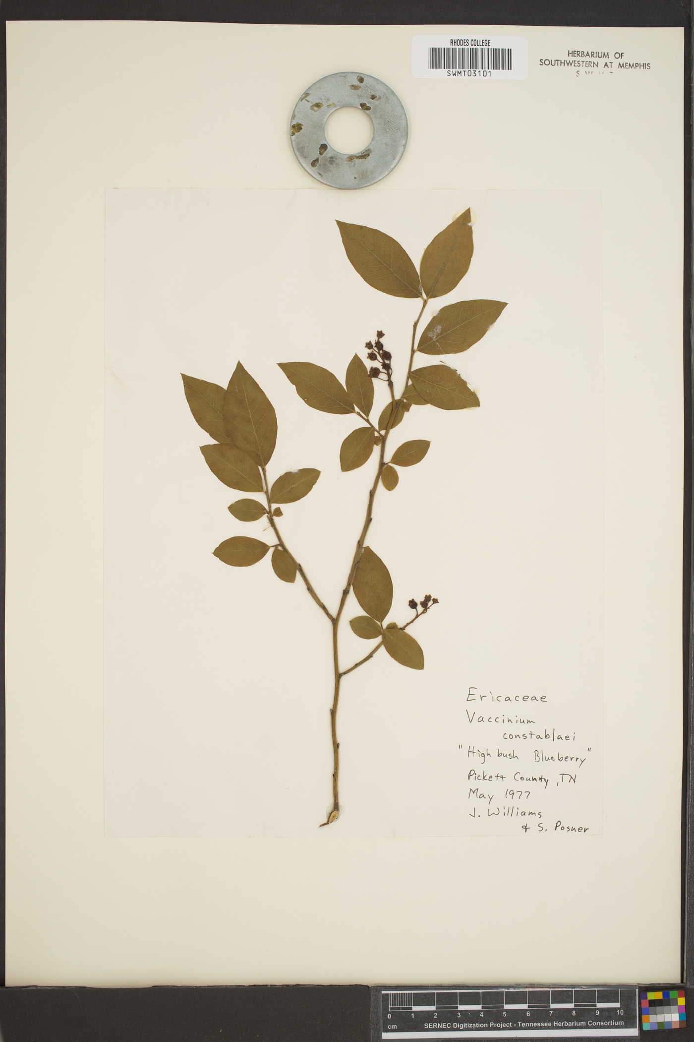 Vaccinium constablaei image