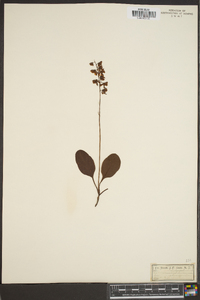 Pyrola elliptica image