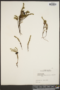 Empetrum nigrum image