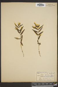 Kelloggia galioides image