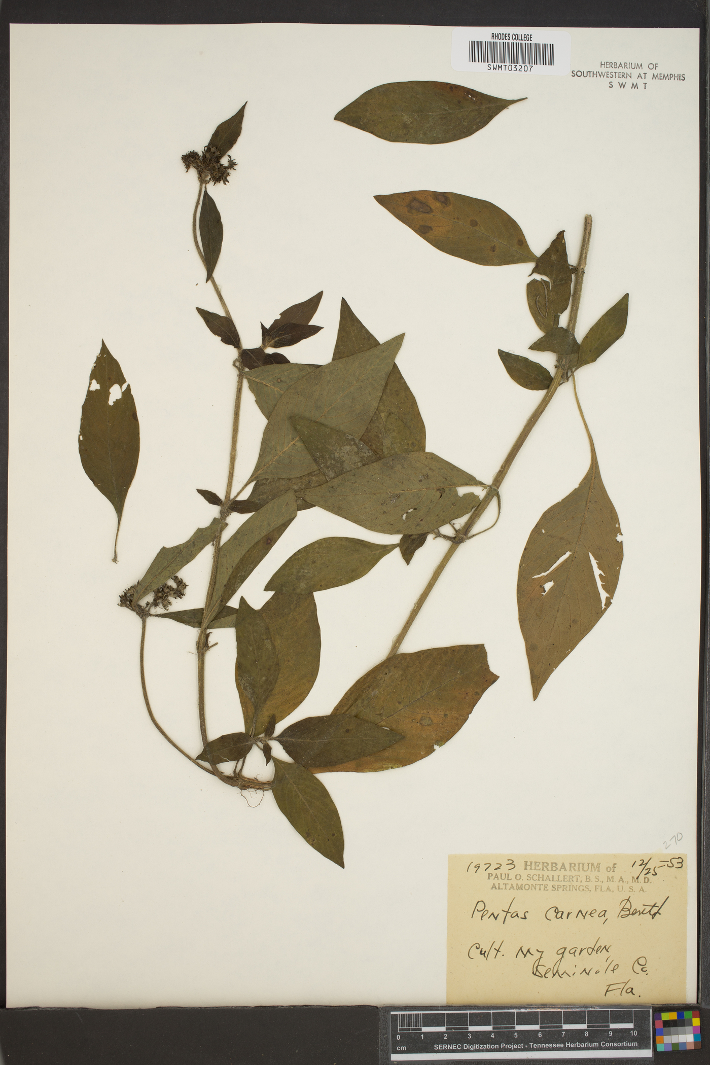 Pentas lanceolata subsp. cymosa image