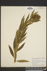 Amsonia tabernaemontana image