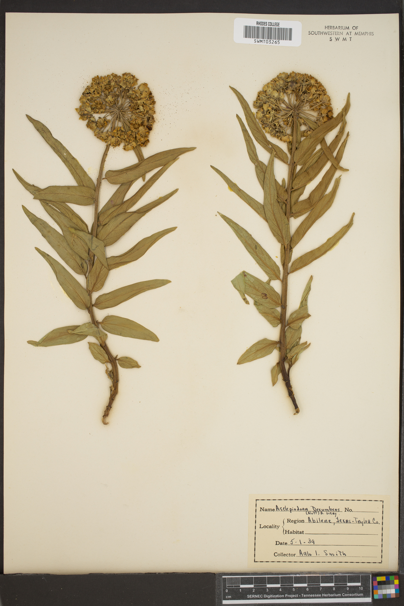 Asclepias asperula subsp. capricornu image