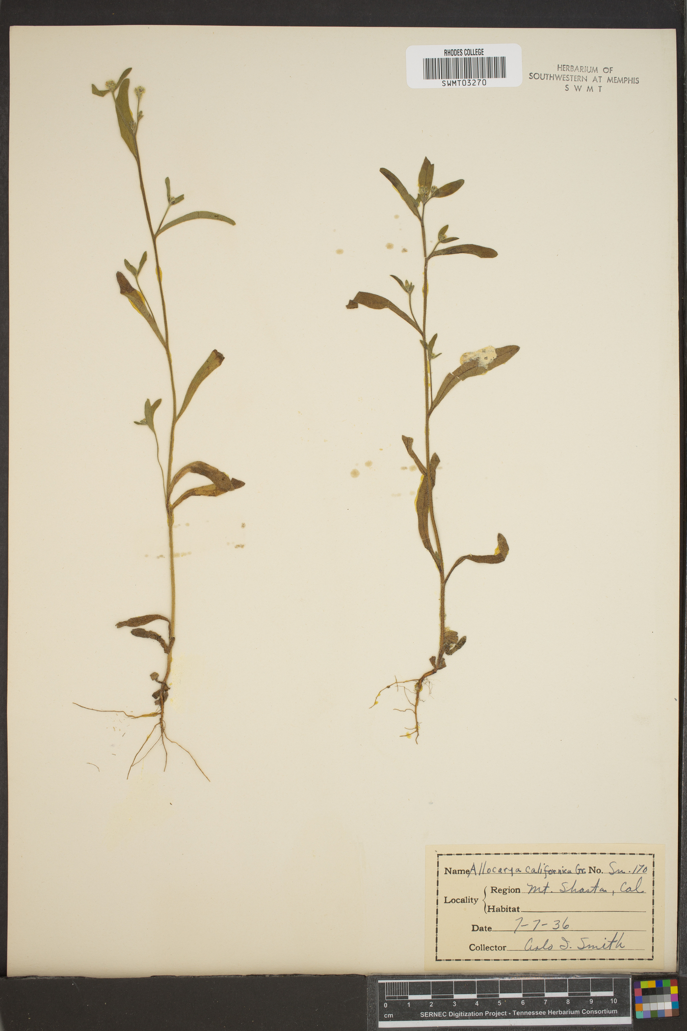 Allocarya californica image