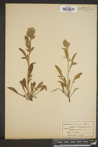 Phacelia sericea image