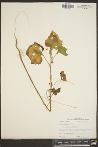 Cuscuta compacta image