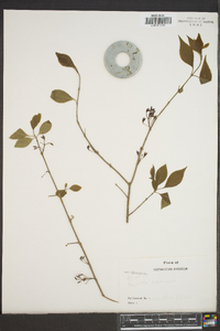 Forestiera acuminata image