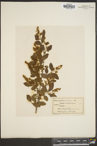 Ligustrum vulgare image