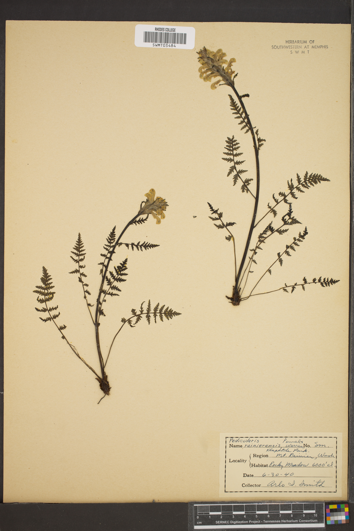 Pedicularis rainierensis image