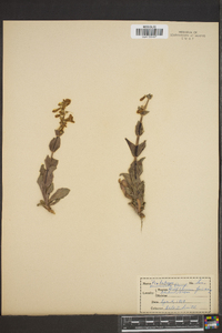 Penstemon acuminatus image