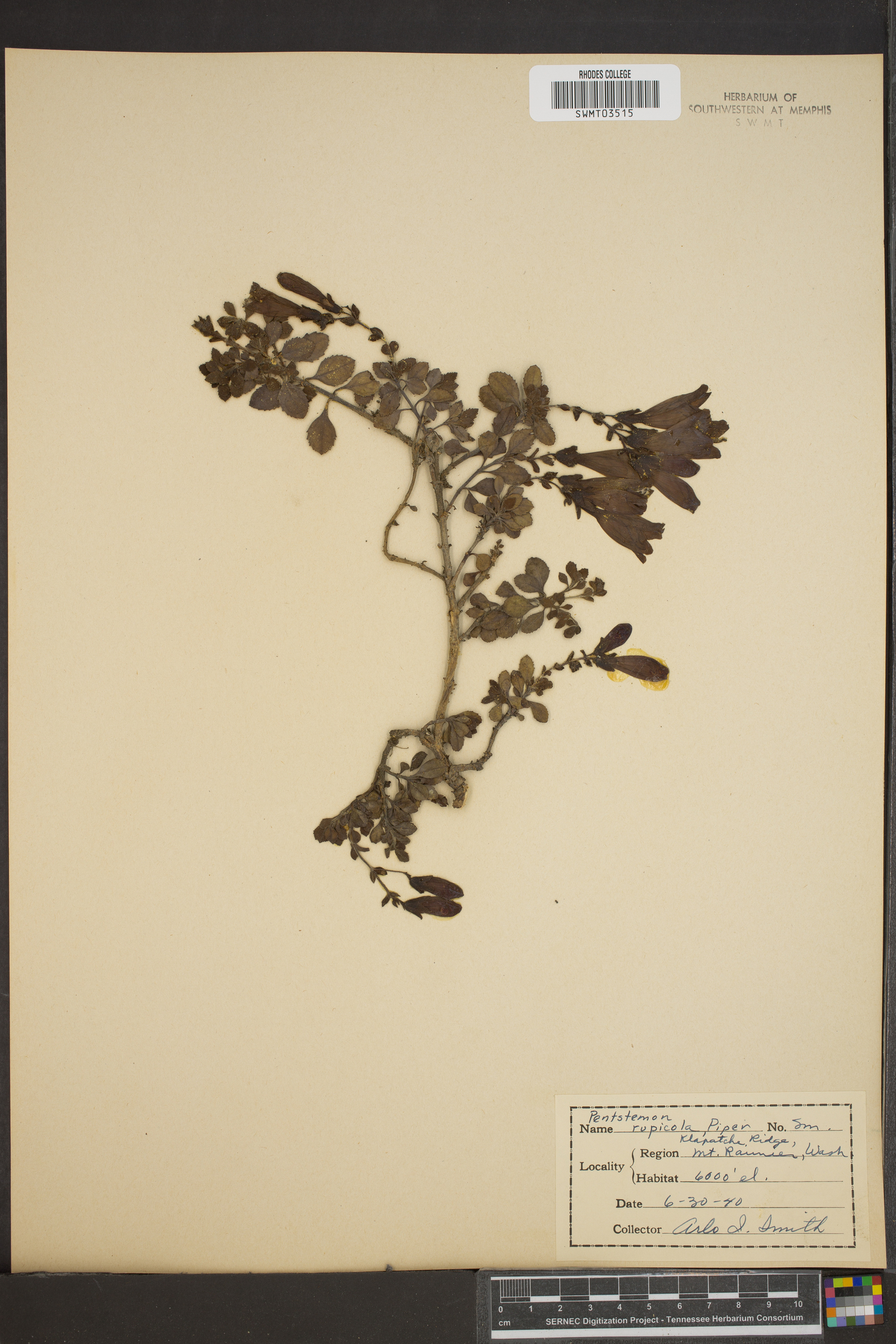 Penstemon rupicola image