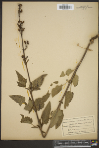 Scrophularia nodosa image