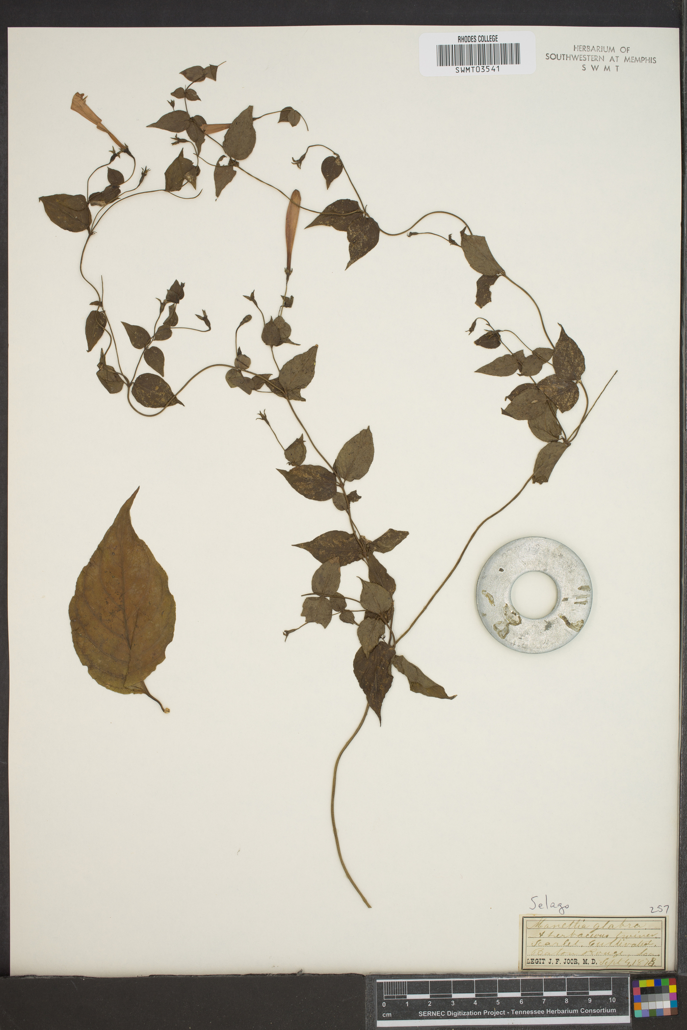 Manettia cordifolia image