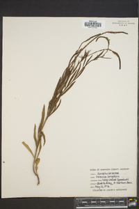 Veronica longifolia image