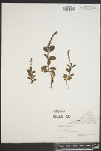 Veronica officinalis image