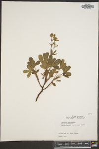 Veronica officinalis image