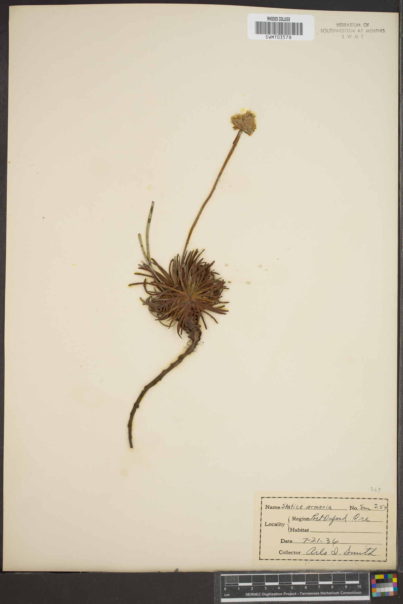 Statice armeria image
