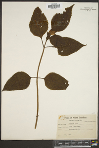 Chelone lyonii image