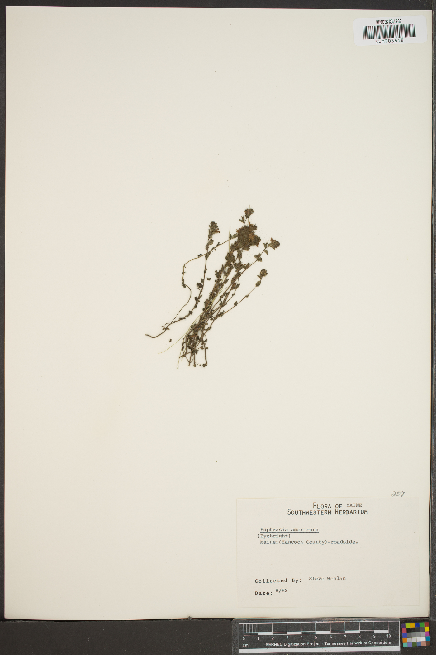 Euphrasia americana image