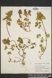 Lamium purpureum image