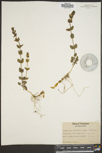 Scutellaria parvula image