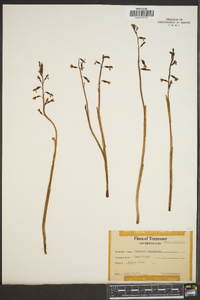 Epifagus virginiana image