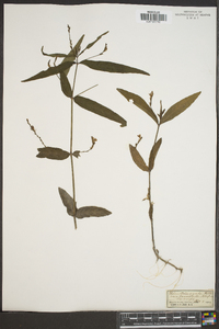 Dianthera ovata image