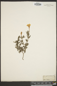 Ruellia caroliniensis subsp. ciliosa image