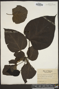 Catalpa bignonioides image