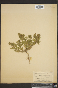 Glandularia bipinnatifida var. bipinnatifida image