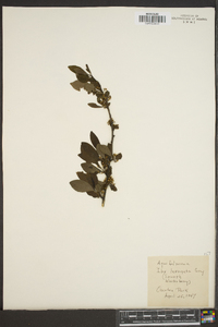 Ilex laevigata image