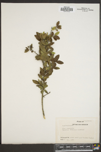 Ilex vomitoria image