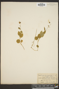 Campanula scouleri image