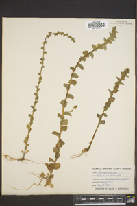 Triodanis perfoliata var. perfoliata image