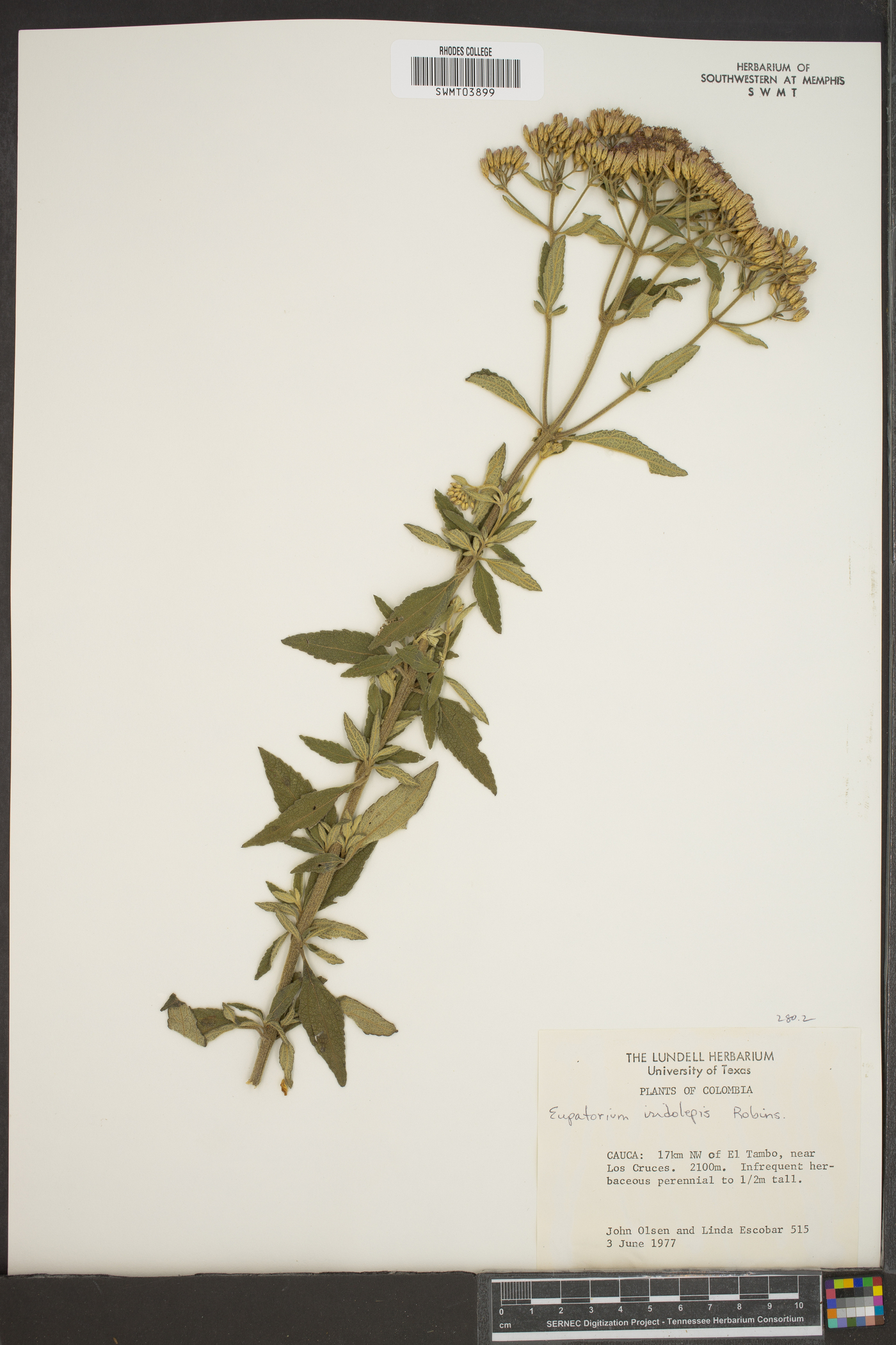 Ageratina isolepis image