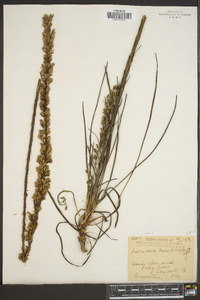 Image of Lacinaria tenuifolia
