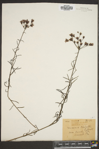 Vernonia blodgettii image