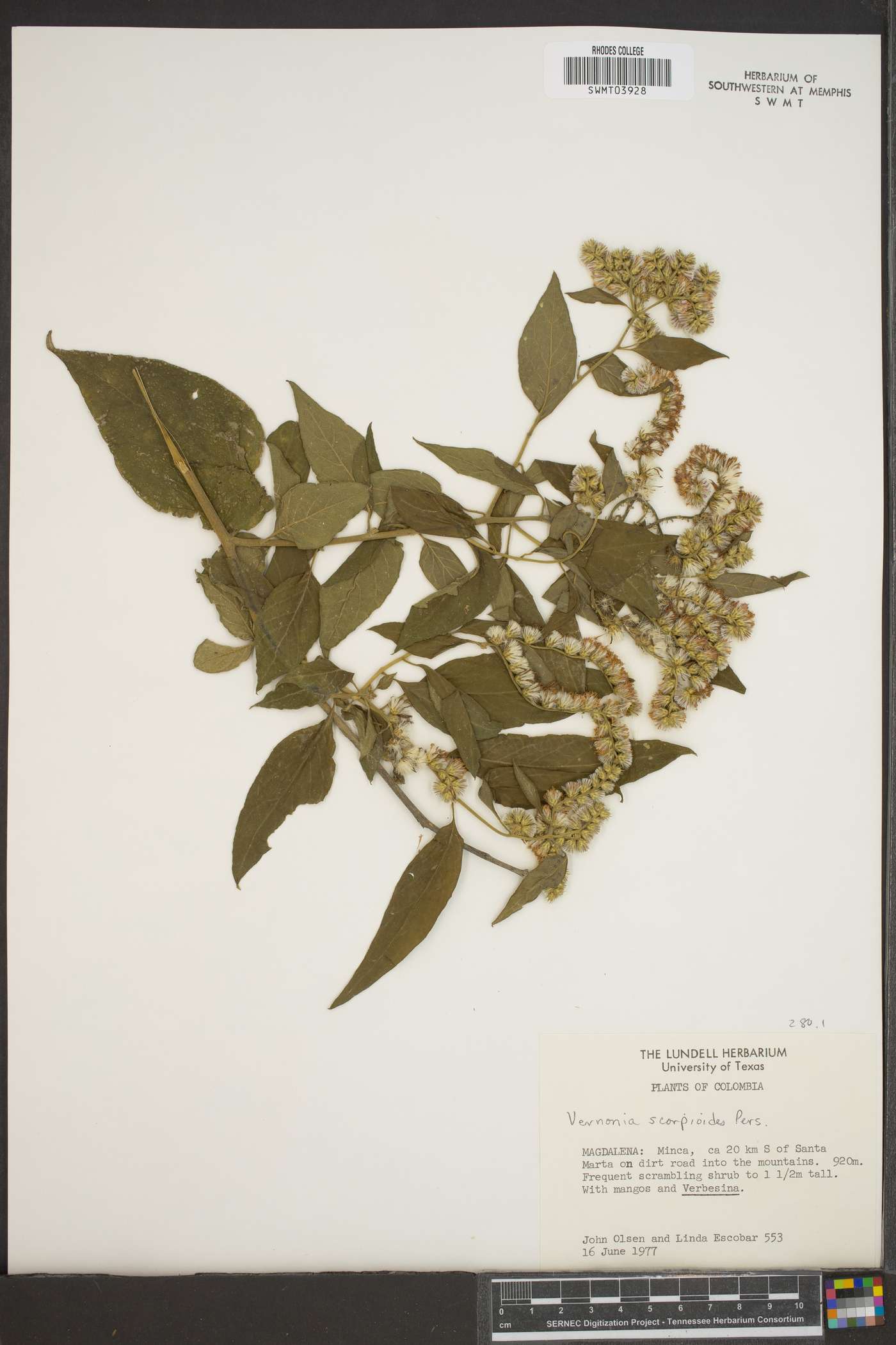 Vernonia scorpioides image