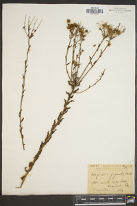 Chrysopsis gigantea image