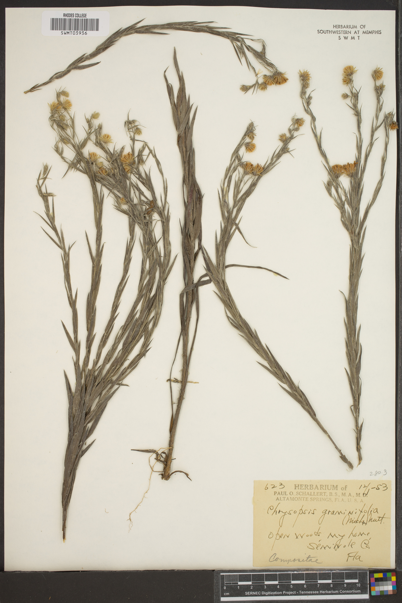 Chrysopsis graminifolia image
